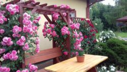 pergola z róży rosarium uetersen