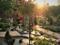 pienne róże na wejściu