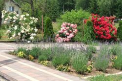 pnące róże ogrodowe