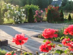 pnące róże przy ogrodzeniu