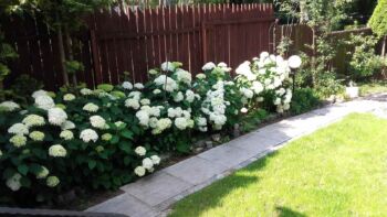 rabata z hortensjami