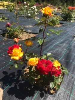 róża baby masquerade