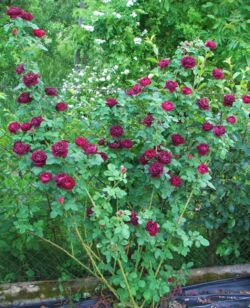 róża historyczna souvenir du dr Jamain