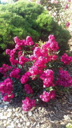 róże okrywowe alberich