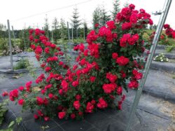 róża paulsscarlet climber