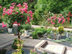 róża pienna heidetraum