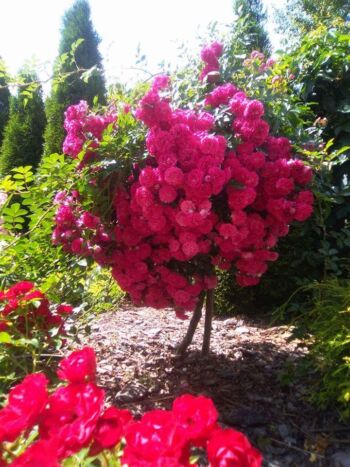 róża pienn super excelsa