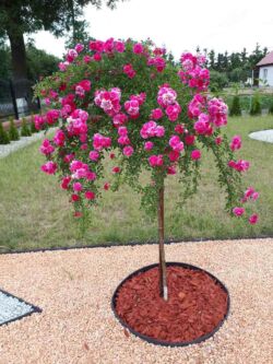 róża pienna super excelsa