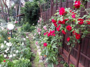 róż pnąca czerwona