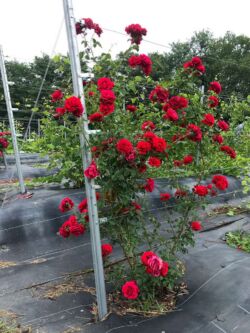 róża pnąca don juan