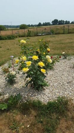 róża rabatowa arthur bell