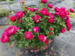 róża wielkokwiatowa