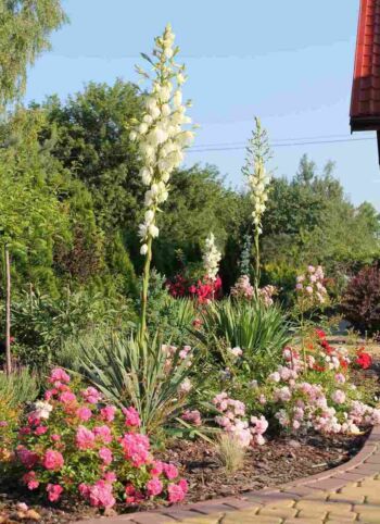 różana rabata przy kostce