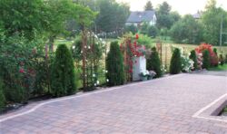 różana rabata przy wjeździe