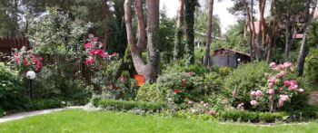 różane rabaty wsród sosen