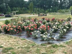 rożanka w pełni kwitnienia