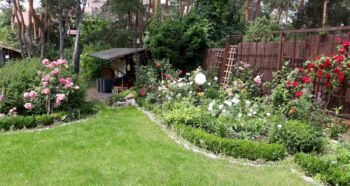 różany zakątek w mieście