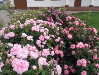 róże historyczne comte de chambord