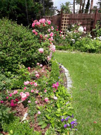 róż i mieszanka roślin