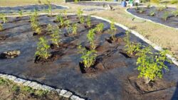 róże już posadzone