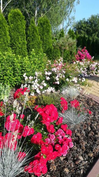 róże okrywowe Mercury 2000