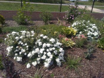 róże okrywowe white fairy