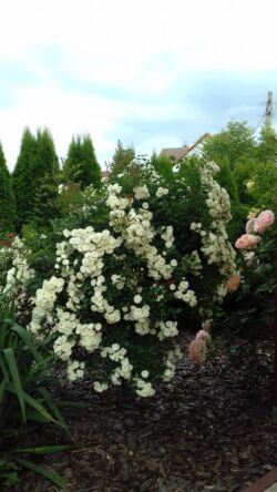 róże pienne alba meidilland