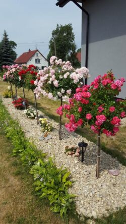 róże pienne haidetraum bonica poulman