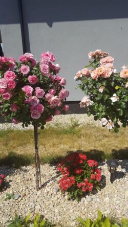 róże pienne Leonardo da Vinci