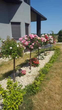 róże pienne szpaler
