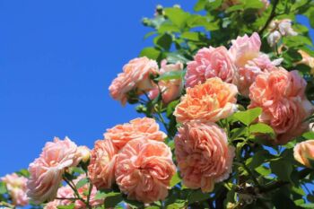 róże pnące Alchymist