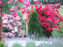 róże pnące i żywotnik