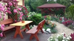 róże pnące podpory