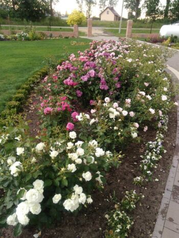 róże polianty kristall