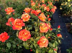 róże pomarańczowe