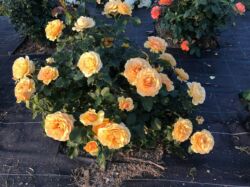 róże rabatowe amber queen