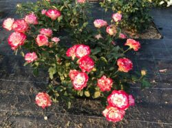 róże rabatowe jubile du prince de monaco