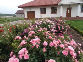 różowe róże rabatowe leonardo da vinci