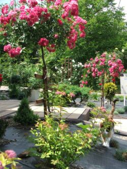 sadzenie róż piennych przy wejściu