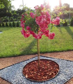 super excelsa róża pienna