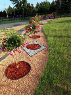 szpaler róże pienne excelsa