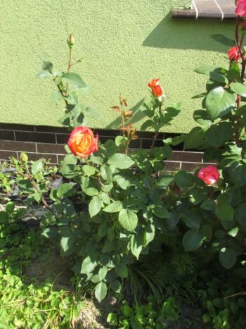 alinka róże wielkokwiatowe