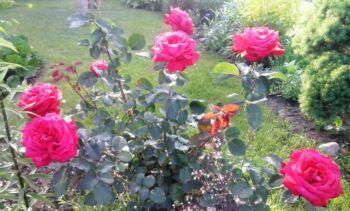 amarantowo czerwona róża silnie pachnąca venrosa