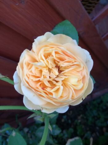 angielska róża wielkokwiatowa