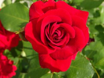 auscrim róża angielska o czerwono szkarłatnych dużych kwiatach