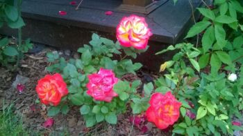 baby masqeurade róże miniaturowe