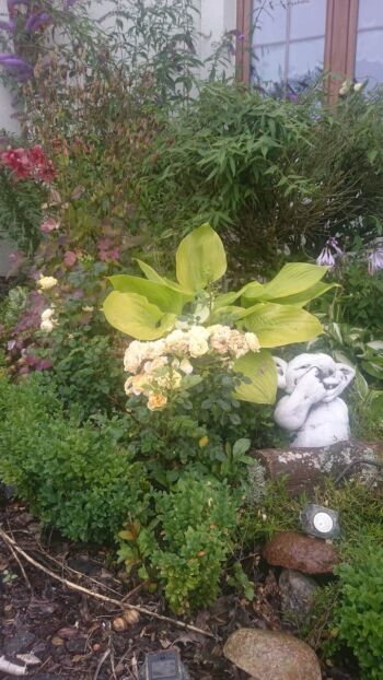 białe róże okrywowe