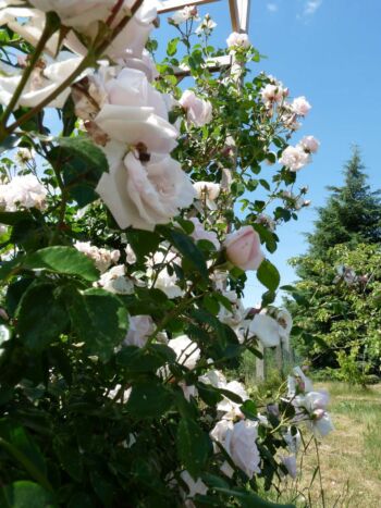 bouquet parfait róża krzaczasta