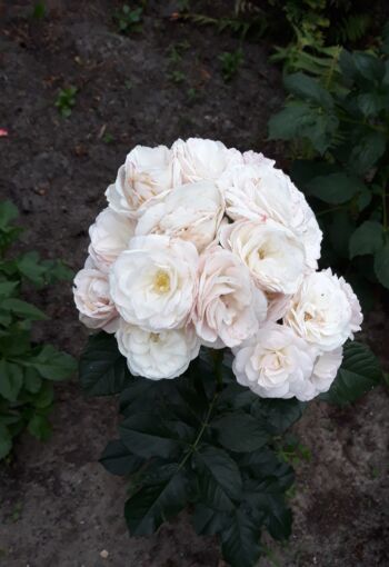 bouquet parfait róże krzaczaste mieszaniec piżmowy