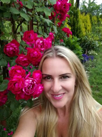 czerwona róża na pergoli